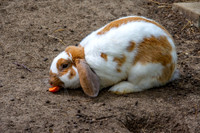 Lop eared rabbit