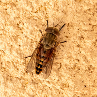 Dark giant horsefly