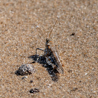 Blue winged grasshopper