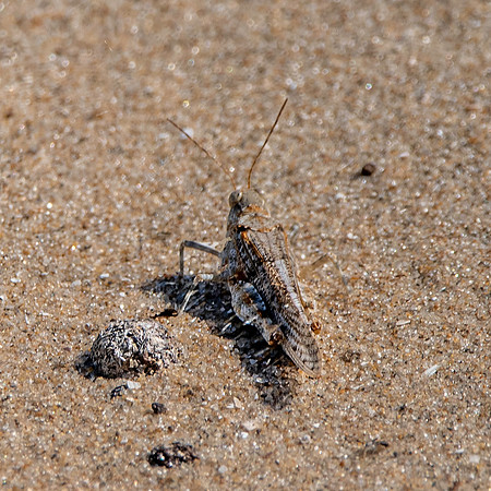 Blue winged grasshopper