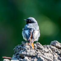 Black redstart