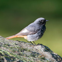 Black redstart