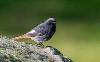 Black redstart