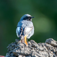 Black redstart