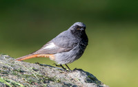 Black redstart