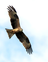 Black kite