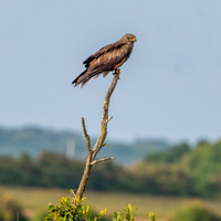 Black kite