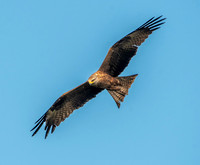 Black kite