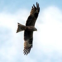 Black kite