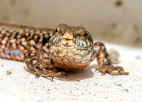 Common wall lizard