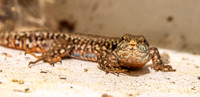 Common wall lizard