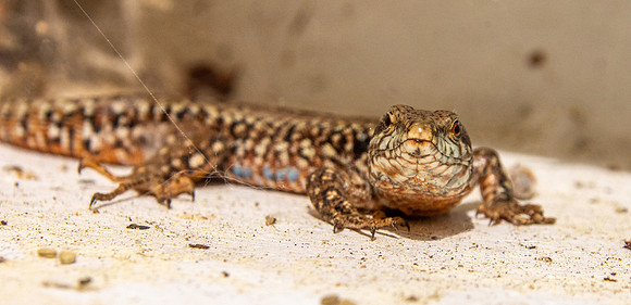 Common wall lizard