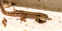 Common wall lizard