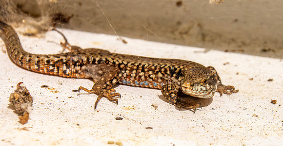 Common wall lizard