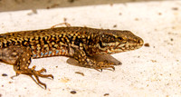 Common wall lizard