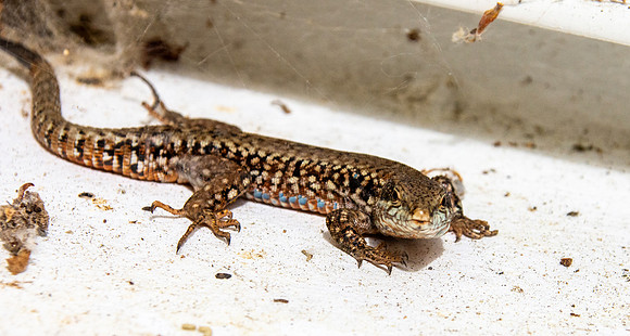 Common wall lizard