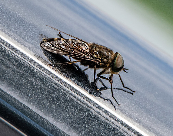 Dark giant horsefly