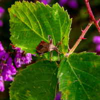 Dock bug
