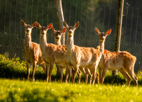 Fallow deer