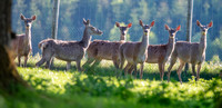 Fallow deer