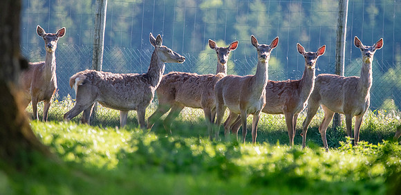Fallow deer