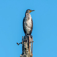 Great cormorant