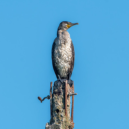 Great cormorant