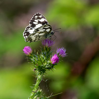 Marbled white