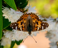 Painted lady