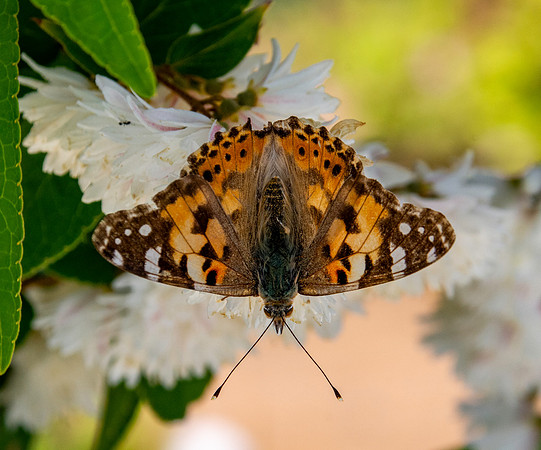 Painted lady