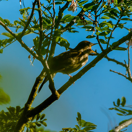 Nightingale