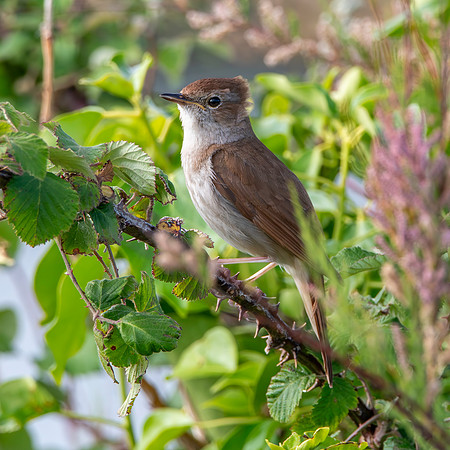 Nightingale