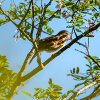 Nightingale