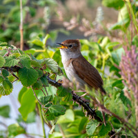 Nightingale
