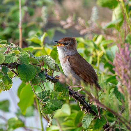 Nightingale