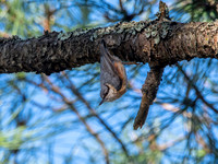 Nuthatch