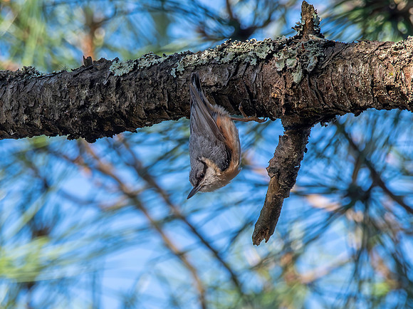 Nuthatch