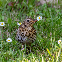Song thrush