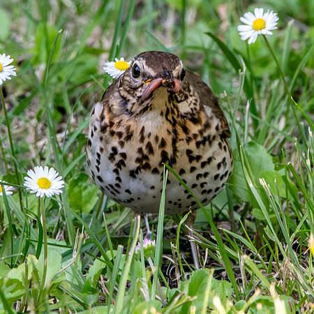Song thrush