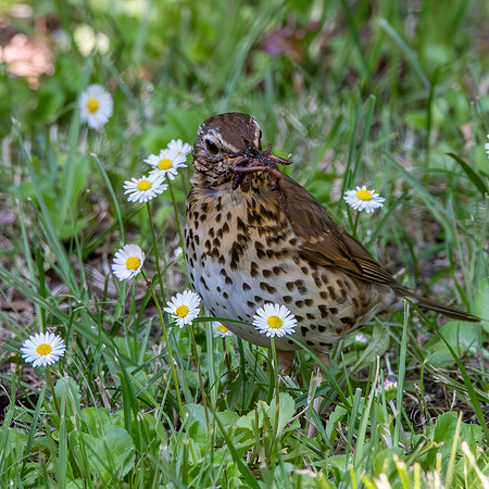 Song thrush