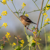 Stonechat, immature