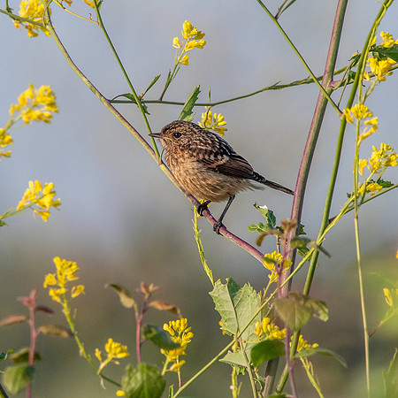 Stonechat, immature