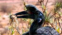 Northern ground hornbill