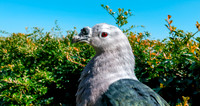 Pacific Imperial pigeon