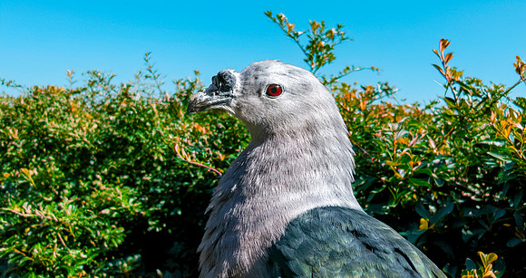 Pacific Imperial pigeon