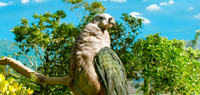 Pacific Imperial pigeon
