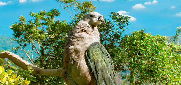 Pacific Imperial pigeon