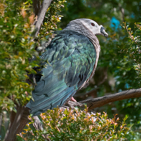 Pacific Imperial pigeon