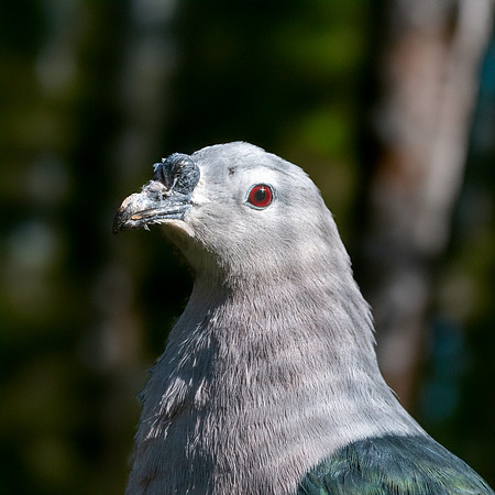 Pacific Imperial pigeon