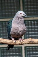 Pacific Imperial pigeon